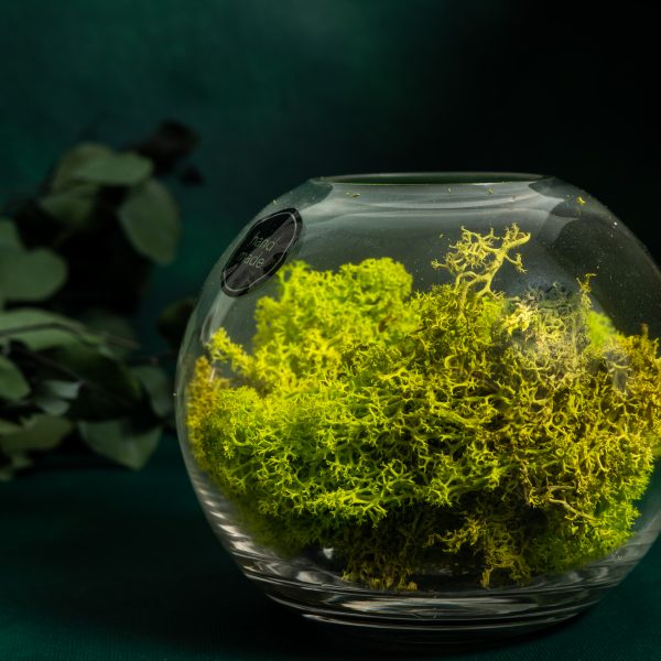 Preserved Lime Moss - 450g - 500g