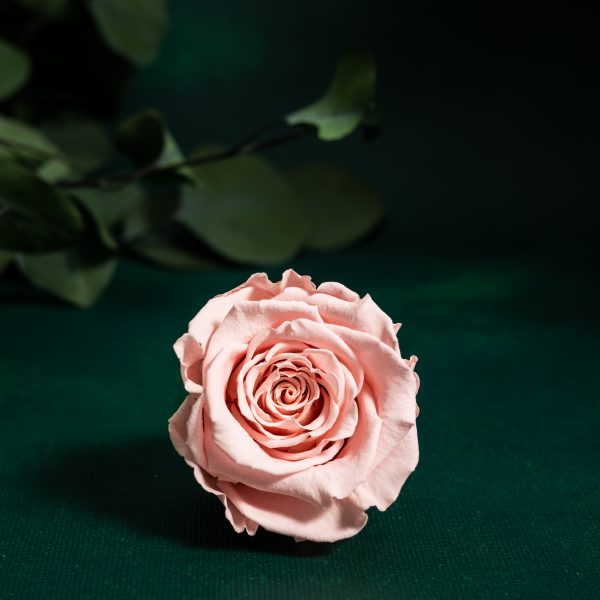 Preserved Pink Roses
