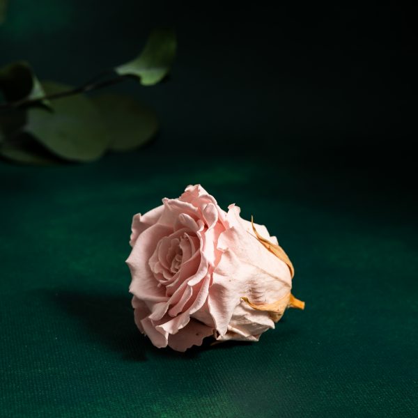 Preserved Pink Roses