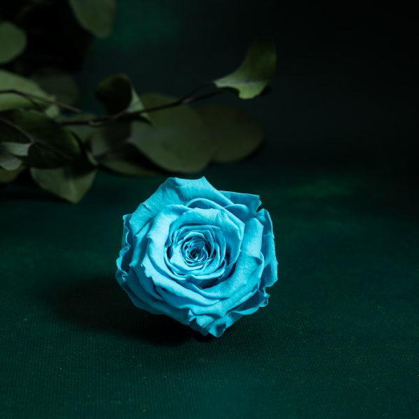 Preserved Blue Roses