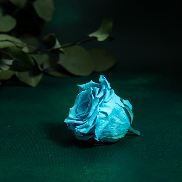 Preserved Blue Roses