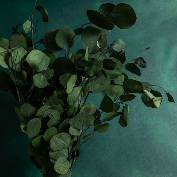 Preserved Populus Eucalyptus Foliage