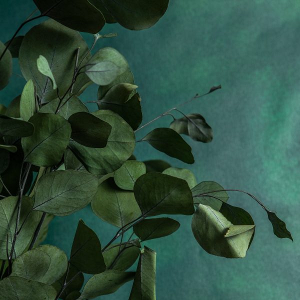 Preserved Populus Eucalyptus Foliage