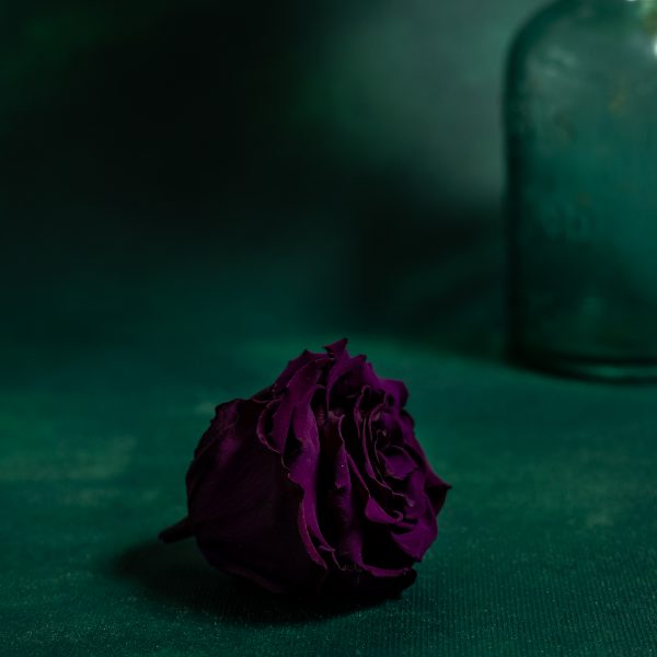 Preserved Purple Roses