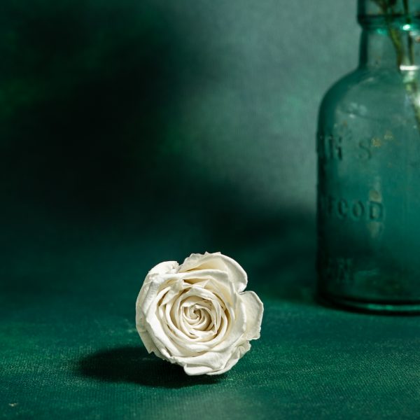 Preserved White Roses