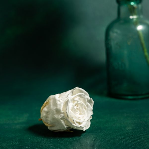 Preserved White Roses