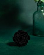 Preserved Black Roses