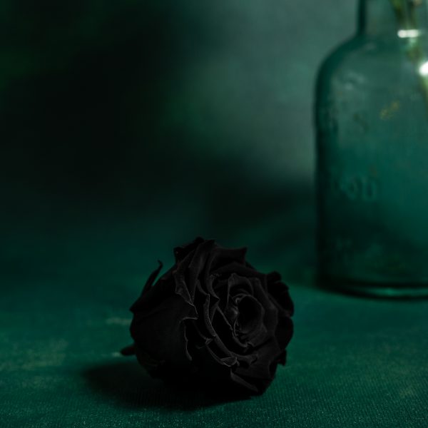 Preserved Black Roses