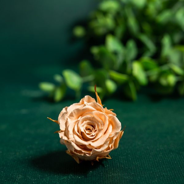 Preserved Peach Roses