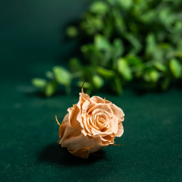 Preserved Peach Roses