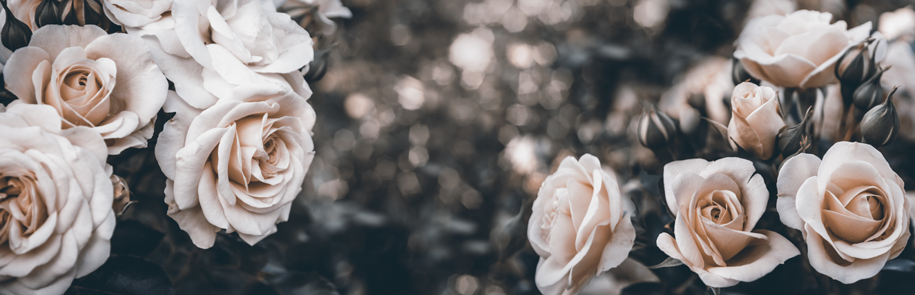 Rose Box Supplies Header Background