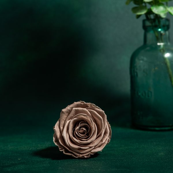 Preserved Beige Roses