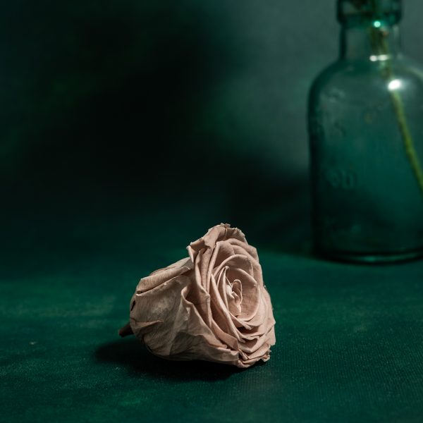Preserved Beige Roses